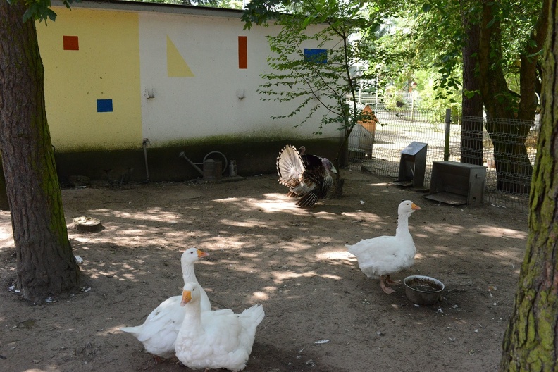 Turkey all puffed up.JPG
